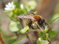 Andrena varians